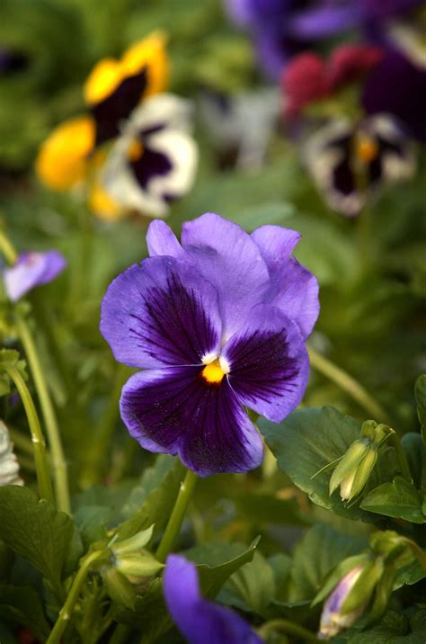 Pansies And Cyclamen Cold Tolerant Winter Blooms