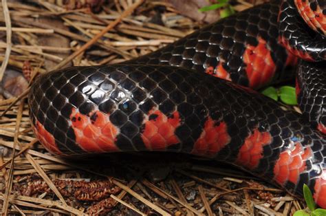 Red Bellied Mudsnake Farancia Abacura Reinwardtii Steven Wong Flickr