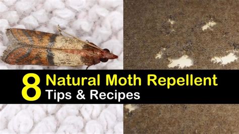 Are you searching for a homemade cat repellent solution? Keeping Moths Away - 8 Natural Moth Repellent Tips and Recipes