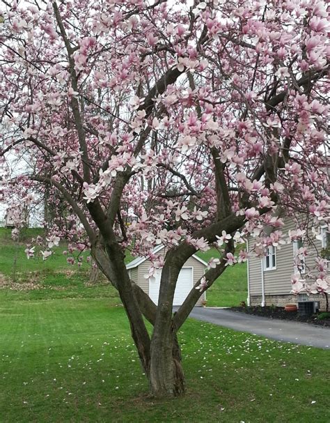 Pink Magnolia Trees Crazy For Gardening
