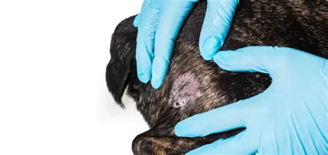 Atopowe zapalenie skóry u psa objawy i leczenie Zwierzaki