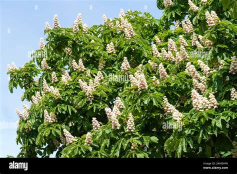 White Flowers Of Blooming Horse Chestnut Tree Stock Photo Alamy