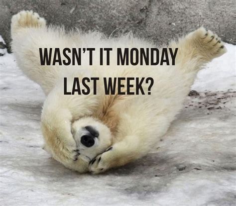 Mondays Smile Pictures Bear Pictures Funny Pictures Smile Pics Bear
