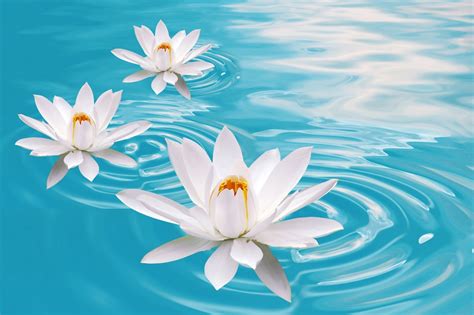 Lotus Flower Hd Wallpapers Hd Wallpapers High