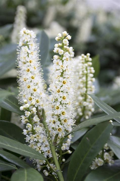 Tree of Cherry Laurel in Bloom, Flowers and Leaves Stock Image  Image of florets, group 112783177