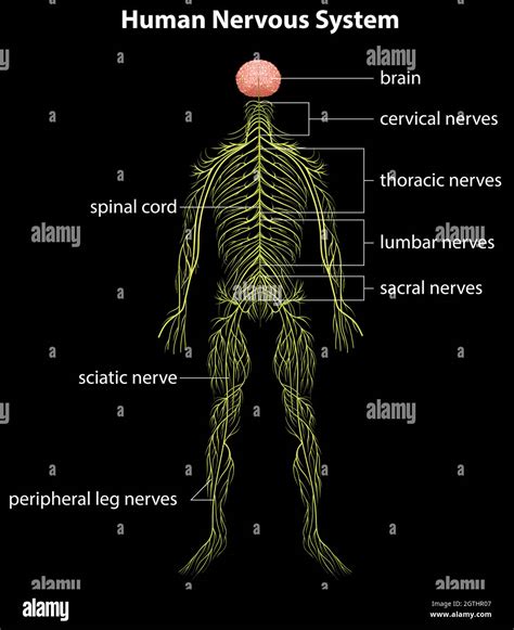 Human Nervous System Stock Vector Image And Art Alamy