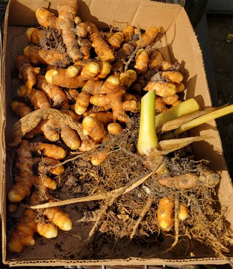 How To Grow Turmeric Where To Get Fresh Turmeric Root In Florida