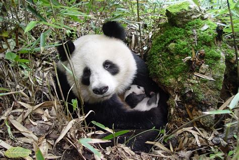 Giant Panda No Longer Endangered Wwf 2 Cn