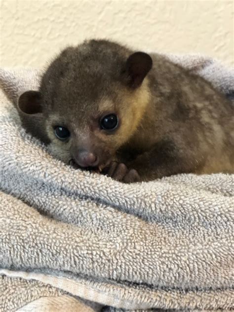Check spelling or type a new query. KInkajou Bottle Baby for Sale