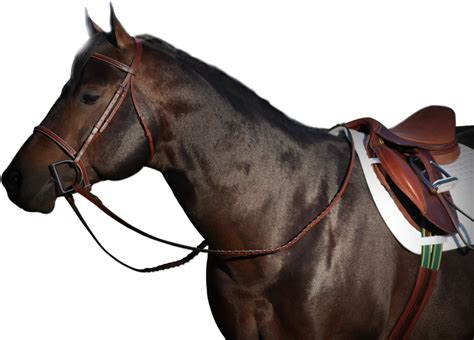 Cavalier Equestrian Inc