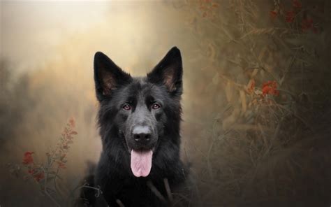 Download Wallpapers Black German Shepherd Dog Field Autumn Pets