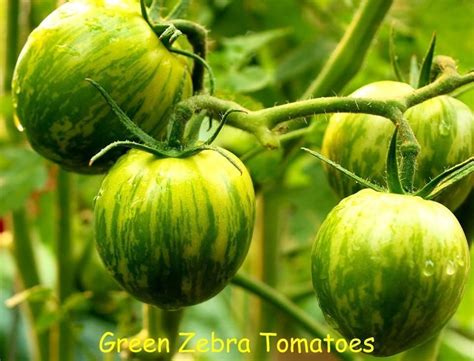 Organic Tomato Seeds Green Zebra Solanum Lycopersicum Open
