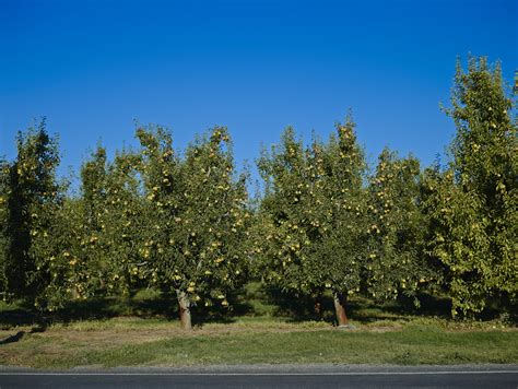 pear orchards california pears