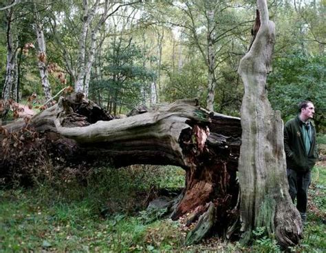 Robin Hoods Sherwood Forest Disappearing Houston Chronicle