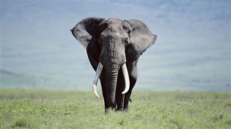 Maybe you would like to learn more about one of these? Elephant HD Wallpaper | Background Image | 1920x1080 | ID ...