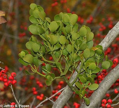 Oak Mistletoe American Mistletoe Phoradendron Leucarpum Common In