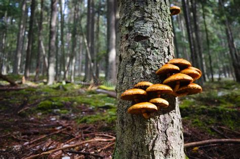 Beautiful Orange Mushrooms Growing On Tree Bark In Pine Forest Stock