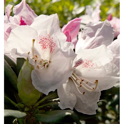 Lowes Pink Southgate Grace Rhododendron Flowering Shrub In 2 Gallon S