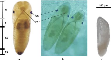 Morphology Of Pharate Larvae Dorsal View A B And Unhatched