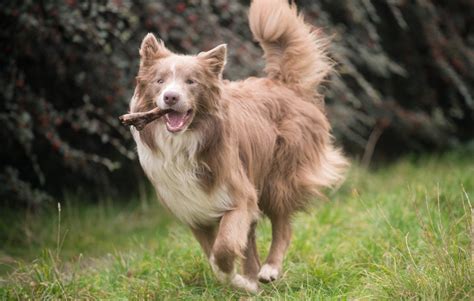 Brodie The Lilac Border Collie My New Dog Dog Breeds Pet Dogs Dog
