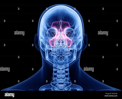 3d Rendered Medically Accurate Illustration Of The Sinuses Stock Photo
