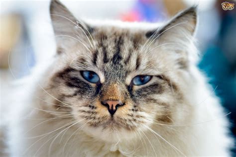 Is A Ragamuffin Cat Right For You Pets4homes