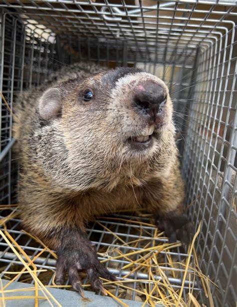 Groundhog Removal Green Valley Wildlife Solutions Ohio