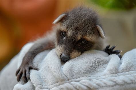 Daily Cute Newborn Raccoon At The Debrecen Zoo Photos Daily News