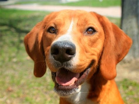 Harvey Hound Beagle Mix