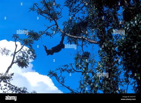 Chimpanzee Swinging Through Trees At Chimfunshi Sanctuary Zambia Stock