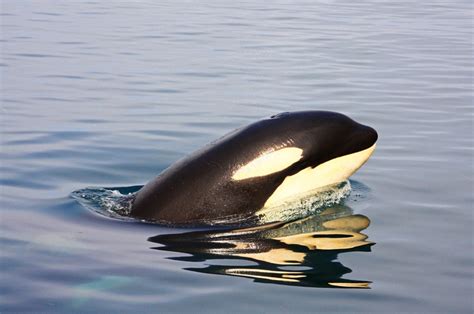 Orca In The Wild By Akiko F Via 500px Tiere