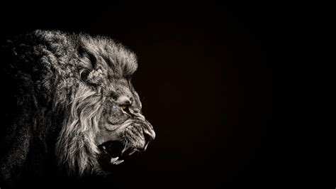 Fond Décran Animaux Monochrome La Photographie Lion Faune Tête