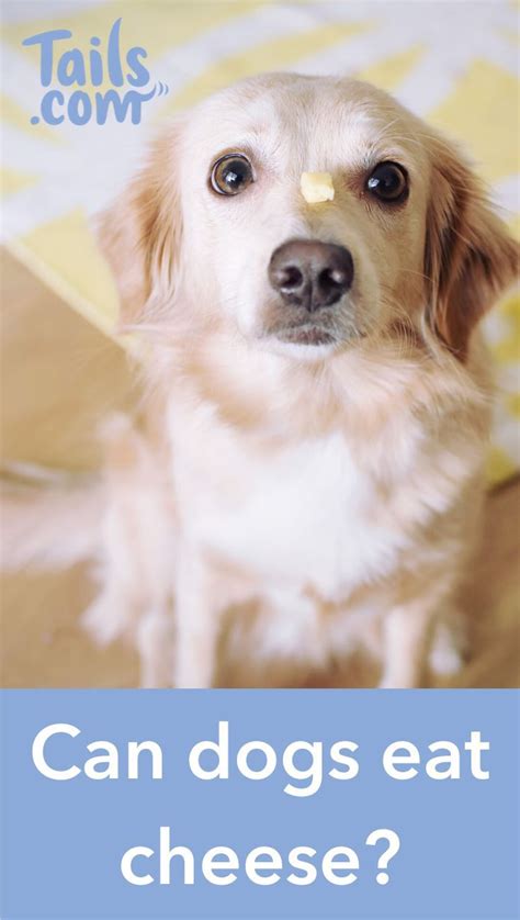 Jul 02, 2021 · so whether dogs can eat cheese depends on the dog, and on the cheese! Can dogs eat cheese? in 2020 | Can dogs eat, Big dog ...