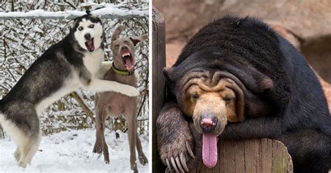 Hilariously Un Photogenic Animals Who Took The Most Awkward Photos