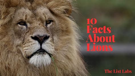 10 Facts About Lions Youtube