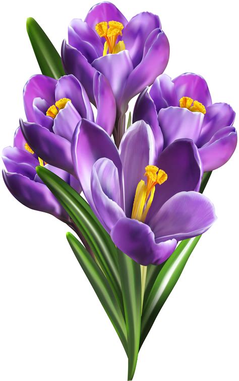 ✓ free for commercial use ✓ high quality images. Purple Crocuses PNG Clip Art | Gallery Yopriceville - High ...