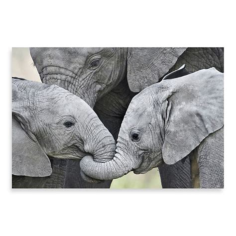 Printcopia Collection African Elephant Calves Bed Bath And Beyond