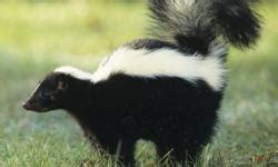 How to Get Skunk Smell Off a Dog | HowStuffWorks