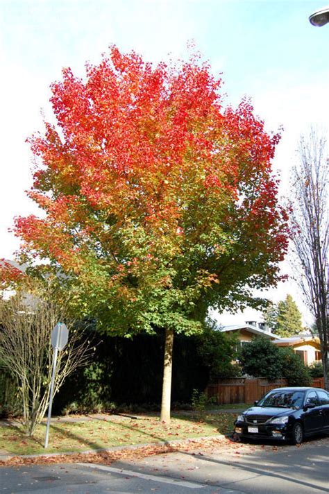 Plantfiles Pictures Hybrid Maple Pacific Sunset Acer By Growin