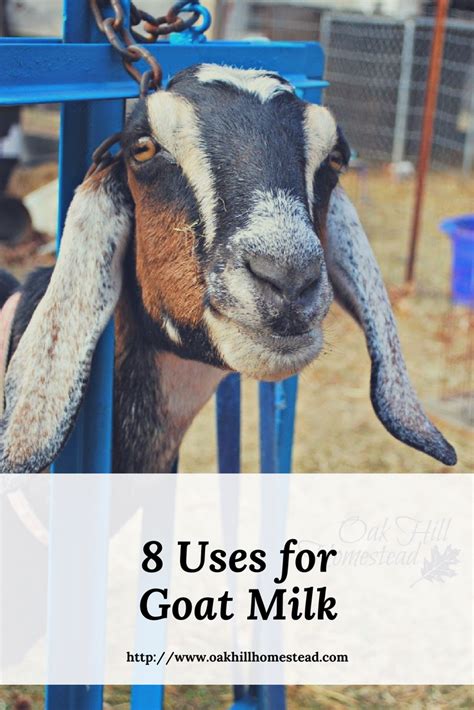 8 Uses For Goat Milk Oak Hill Homestead
