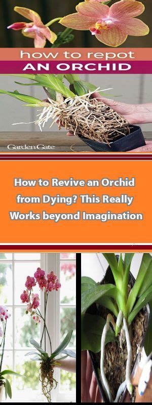 Growing Orchids 101 How To Grow Orchids For Beginners Easy Care Orchid