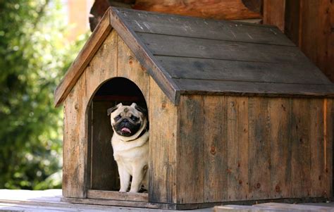 In this case the filter slid out the right side of the unit so it was easiest to make the. How to Build a Dog House: 5 DIY Expert Tips - Top Dog Tips