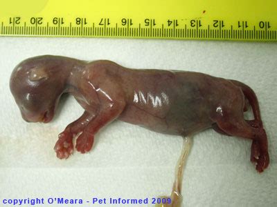 The feline viral rhinotracheitis, calicivirus, and panleukopenia vaccinations often come in a combination shot (fvrcp), which is sometimes called the distemper shot. What stage of cat pregnancy has my female cat reached?