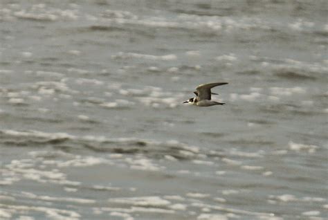 Heysham Bird Observatory Most Unexpected Sighting Of The Year