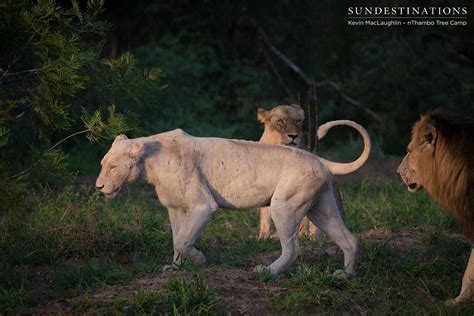 White Lioness Spotted Mating With Trilogy Male