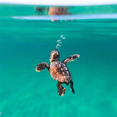 Loggerhead Sea Turtle Quizizz