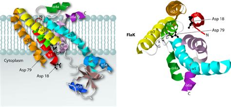 Structure Of The Preflagellin Signal Peptidase Flak Of Methanococcus