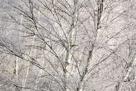 Wallpaper Trees Nature Plants Snow Winter Branch Frost Tree