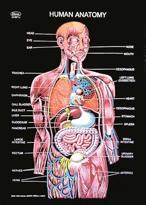 Human Skeleton With Organs