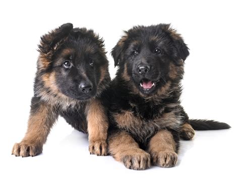 How Much Do Long Haired German Shepherd Puppies Cost